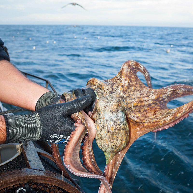 distribuidora de pulpo y marisco gallego